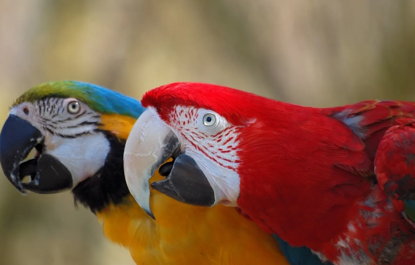 Photo wallpaper parrot, a couple, Ara