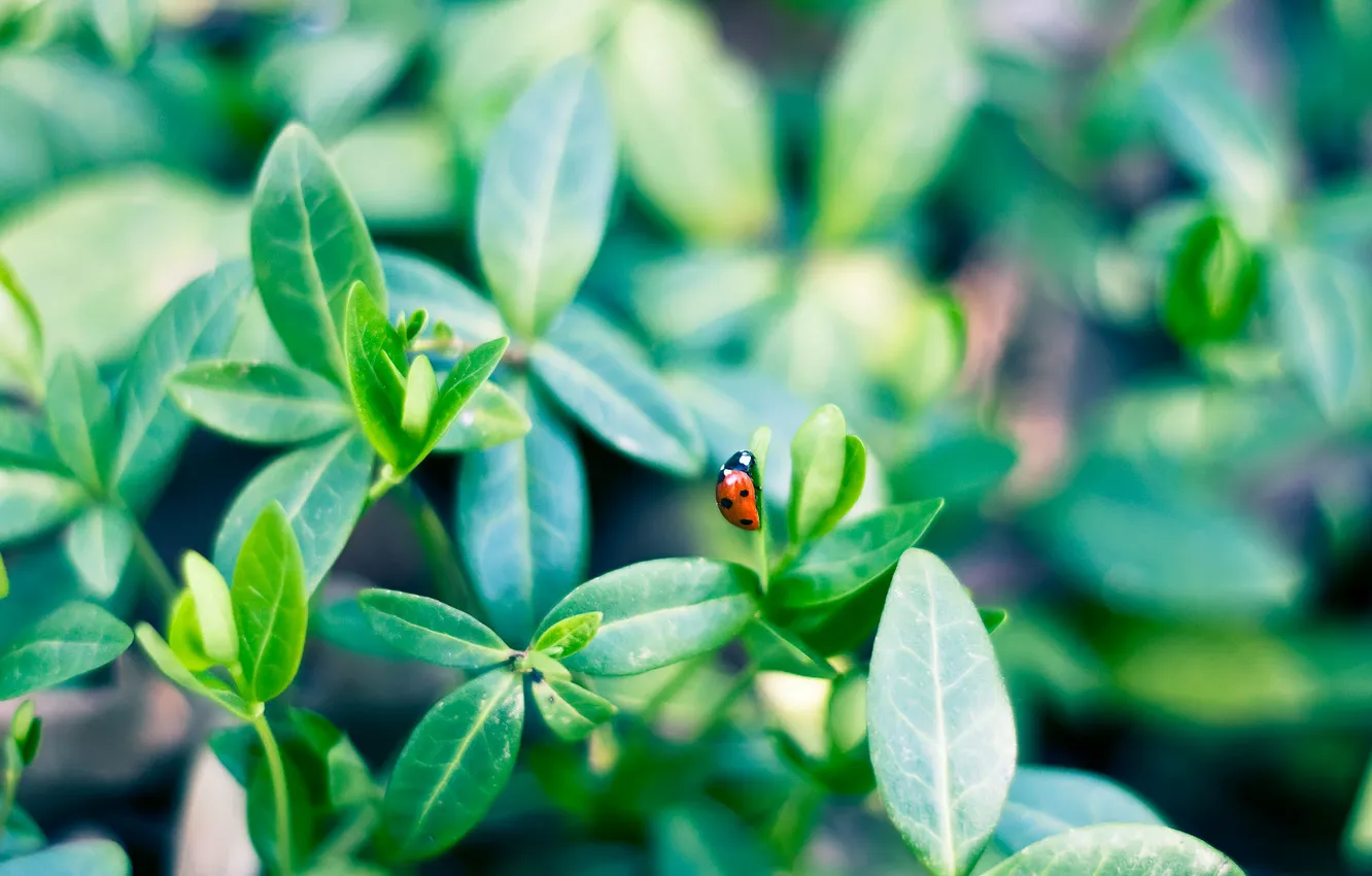 Photo wallpaper greens, leaves, macro, nature, background, Wallpaper, plant, ladybug