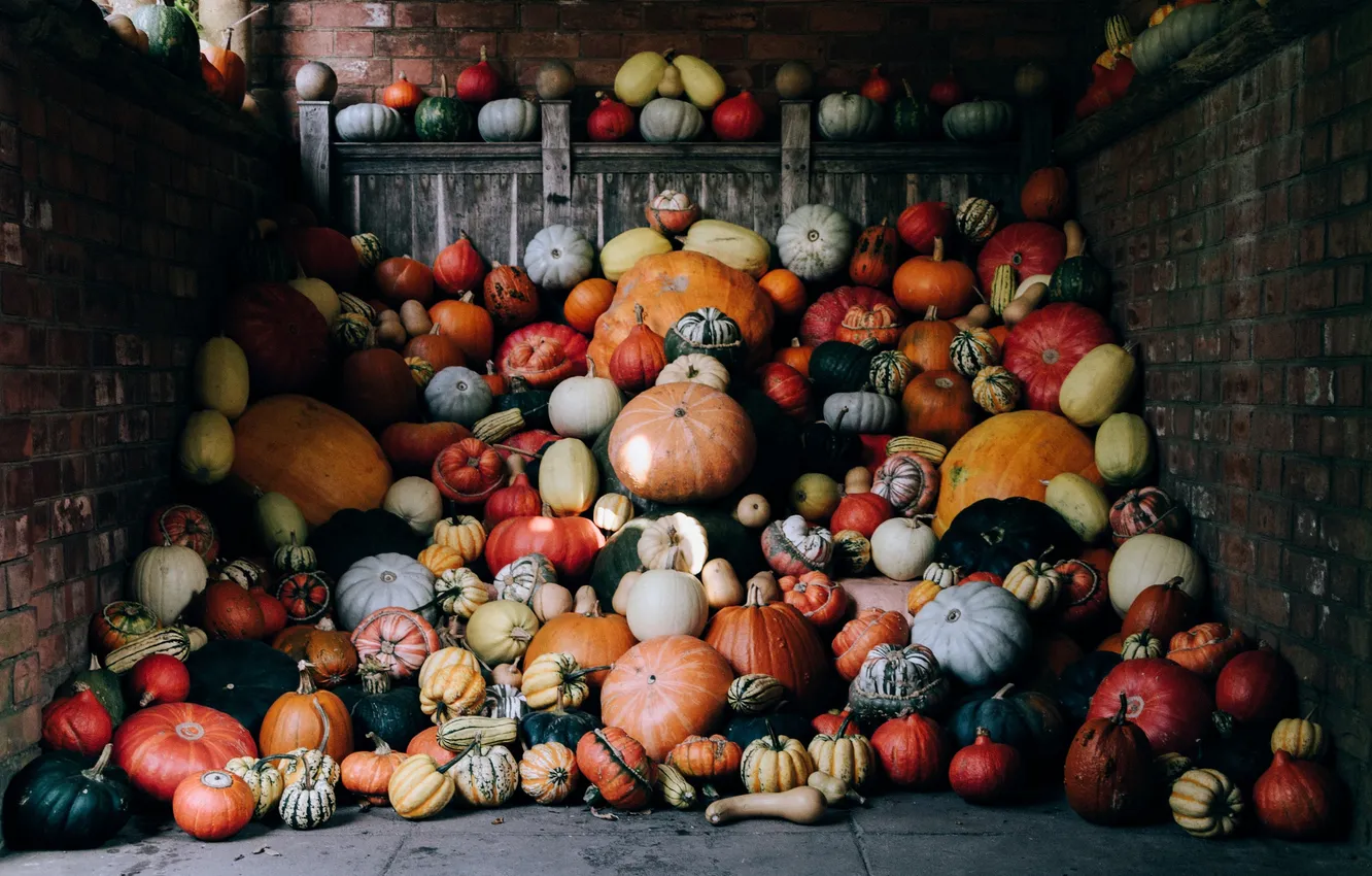 Photo wallpaper pumpkin, farm, varieties, storage