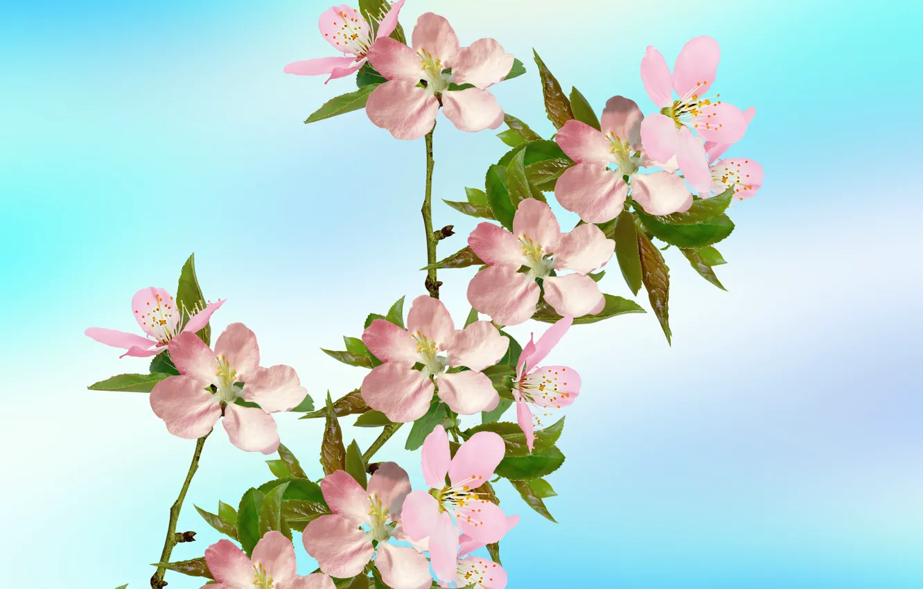 Photo wallpaper cherry blossoms, plant, petals, branch