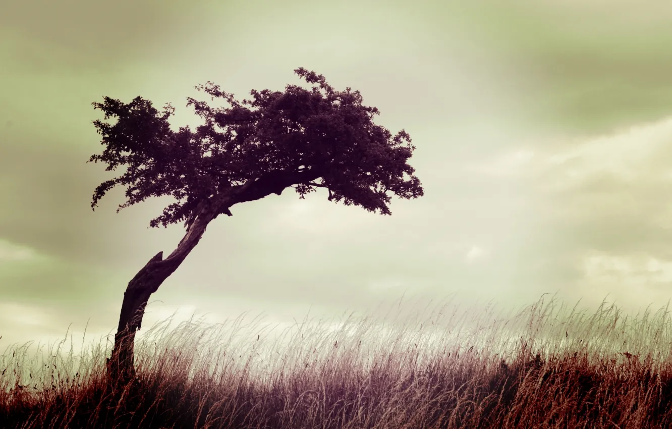 Photo wallpaper field, the sky, grass, trees