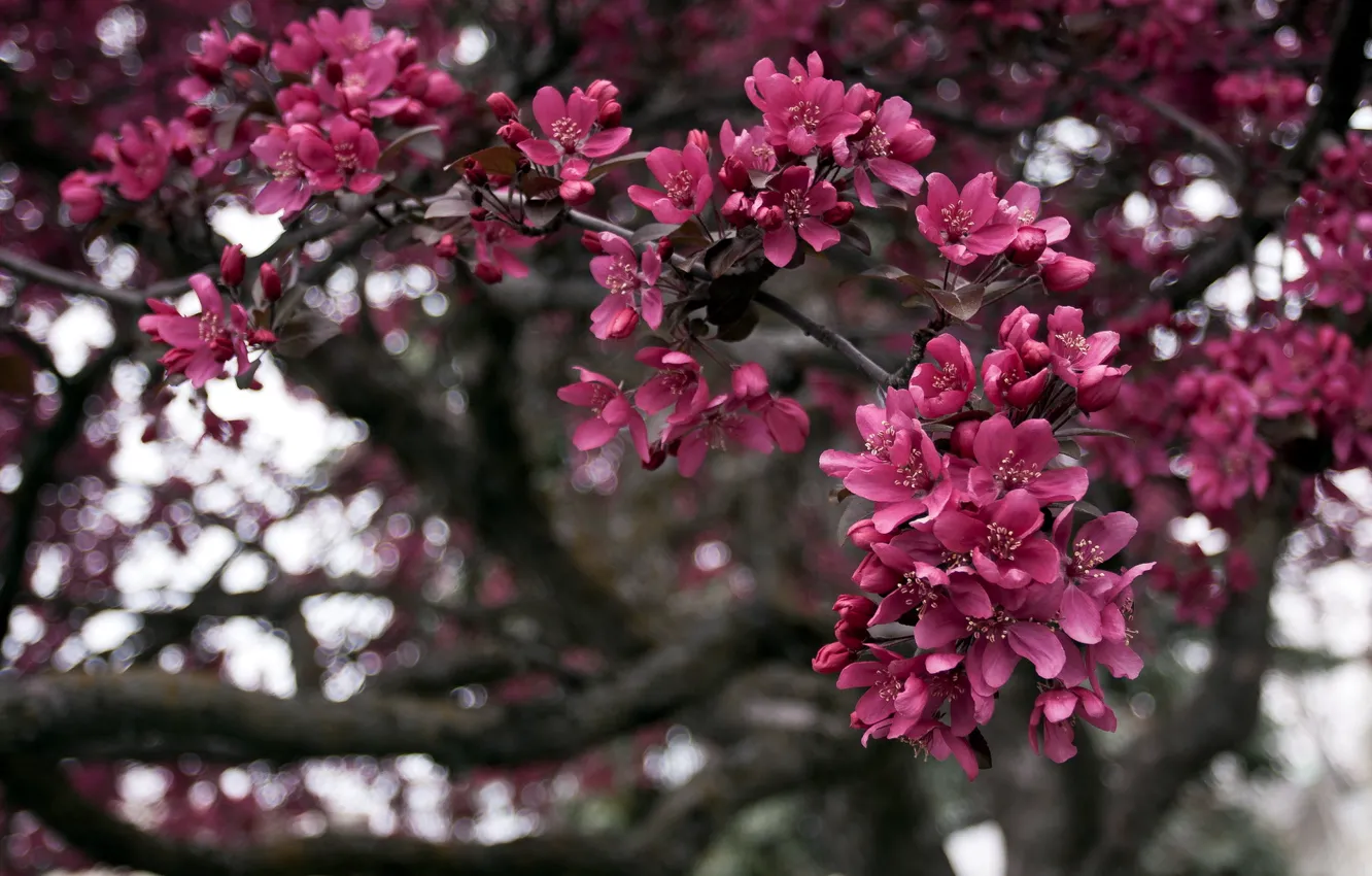 Photo wallpaper trees, branches, nature, spring
