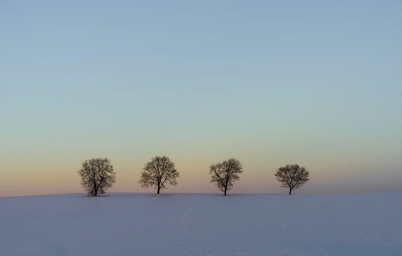 Photo wallpaper winter, the sky, snow, trees, the evening, line, horizon