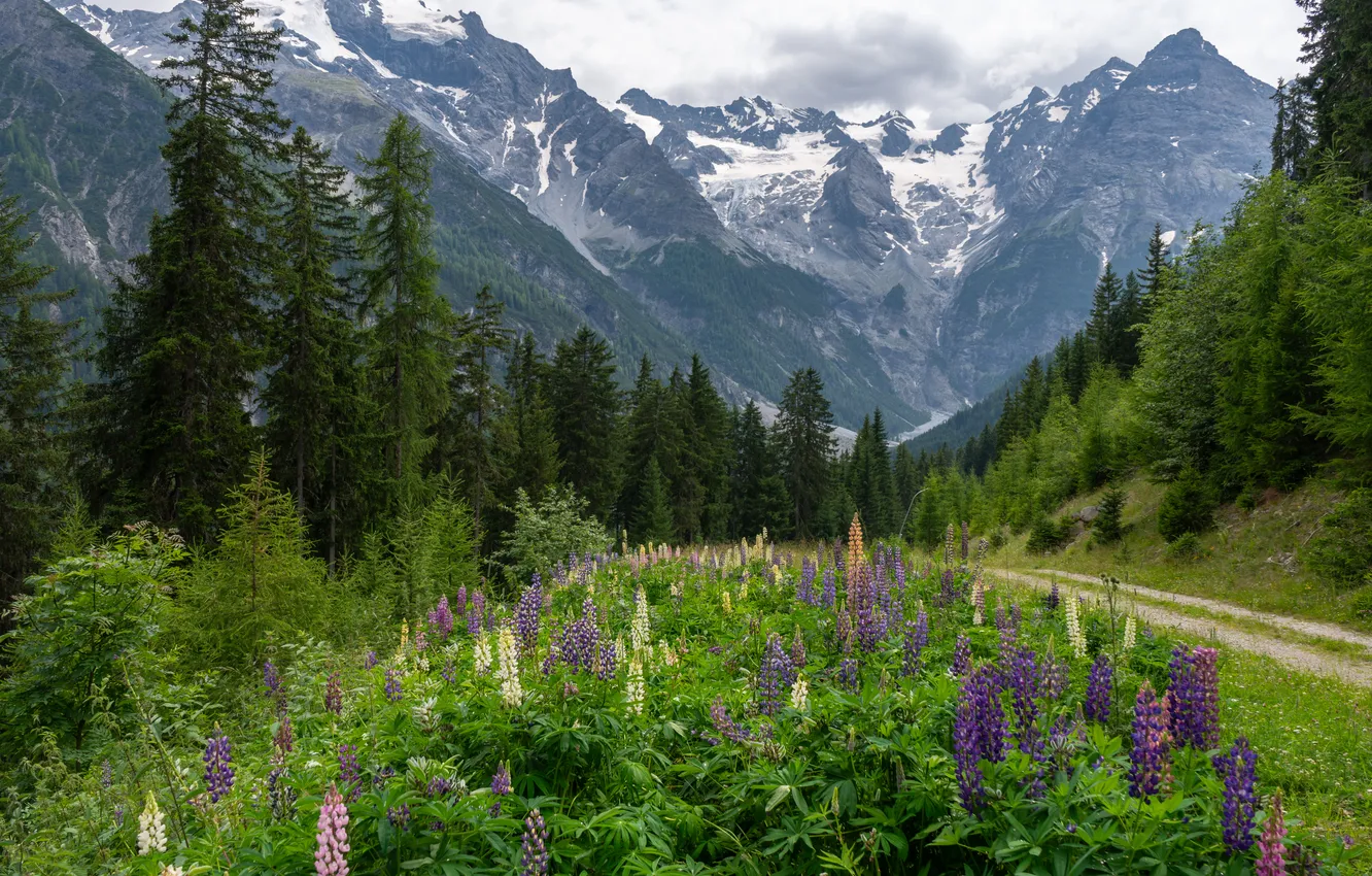 Photo wallpaper forest, flowers, mountains, meadow, lupins