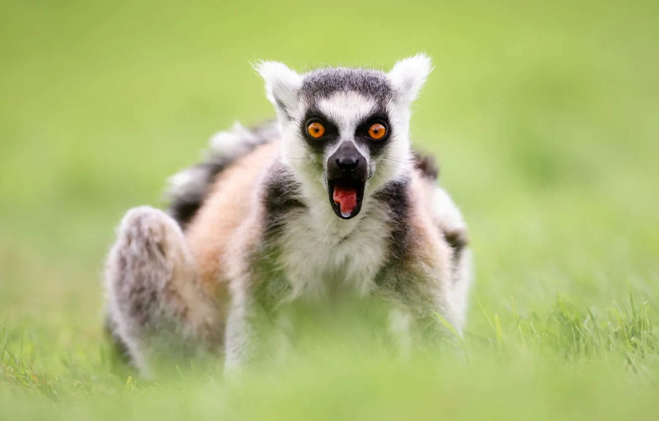 Photo wallpaper fright, surprise, A ring-tailed lemur, Katta