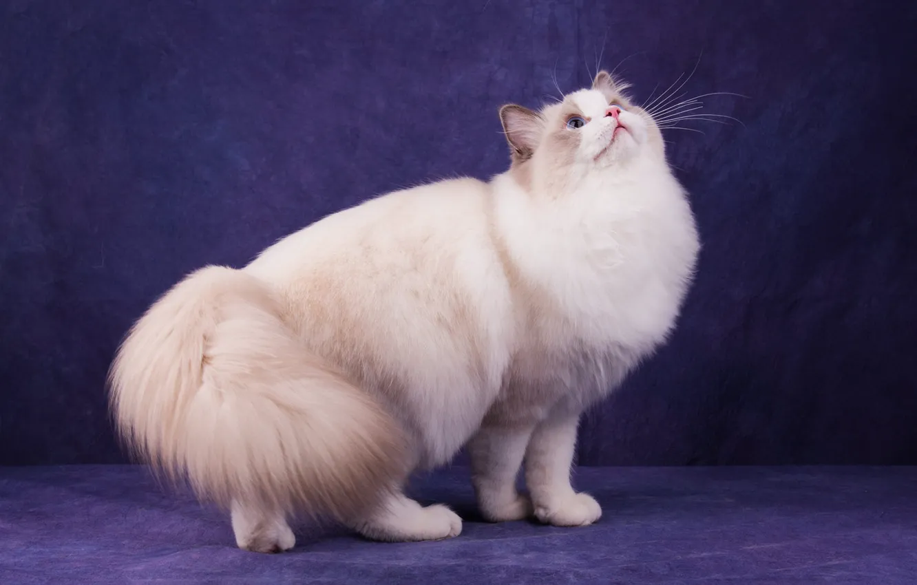 Photo wallpaper cat, white, cat, look, face, pose, the dark background, fluffy