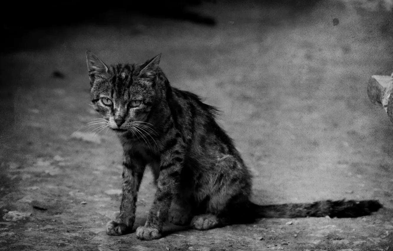 Photo wallpaper cat, sad, hobo, worn