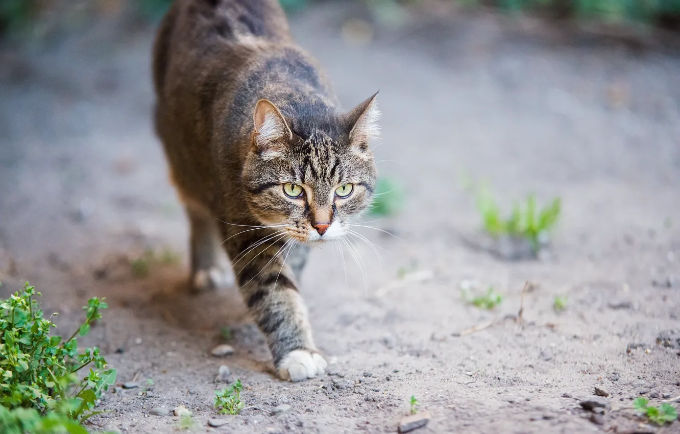 Photo wallpaper eyes, cat, look