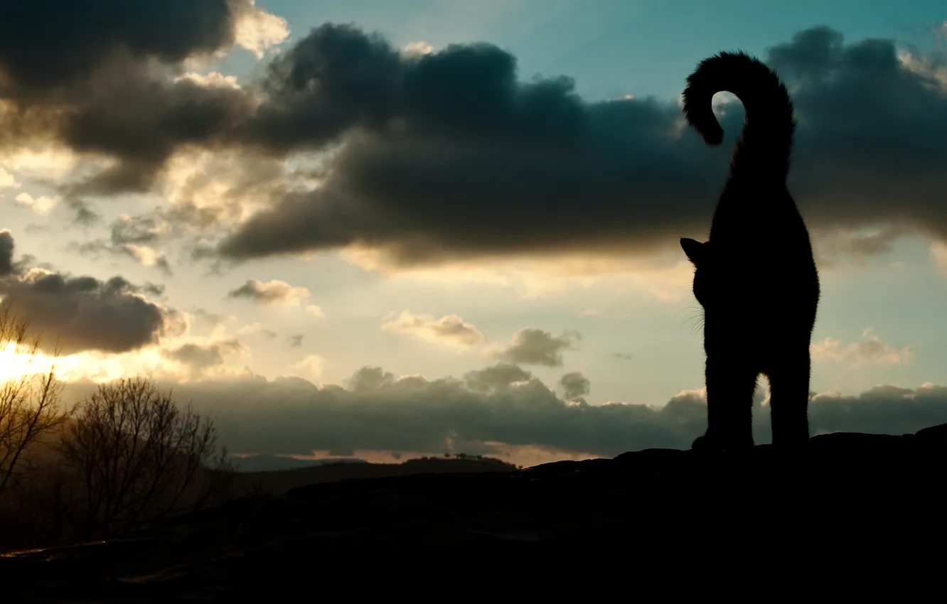 Photo wallpaper the sky, cat, animal, silhouette, tail