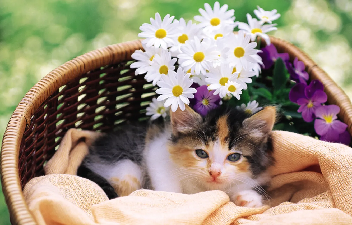 Photo wallpaper cat, cat, flowers, kitty, pussy, cat, Kote