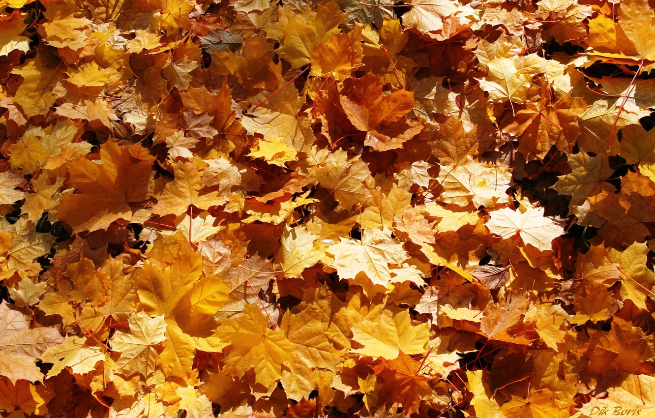 Photo wallpaper leaves, carpet, gold, falling leaves