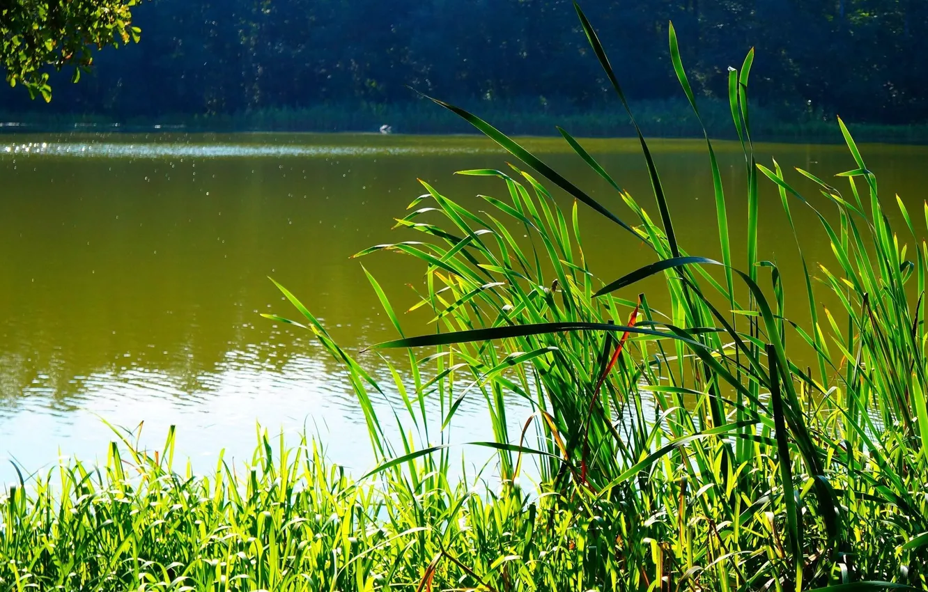 Photo wallpaper green, water, lake