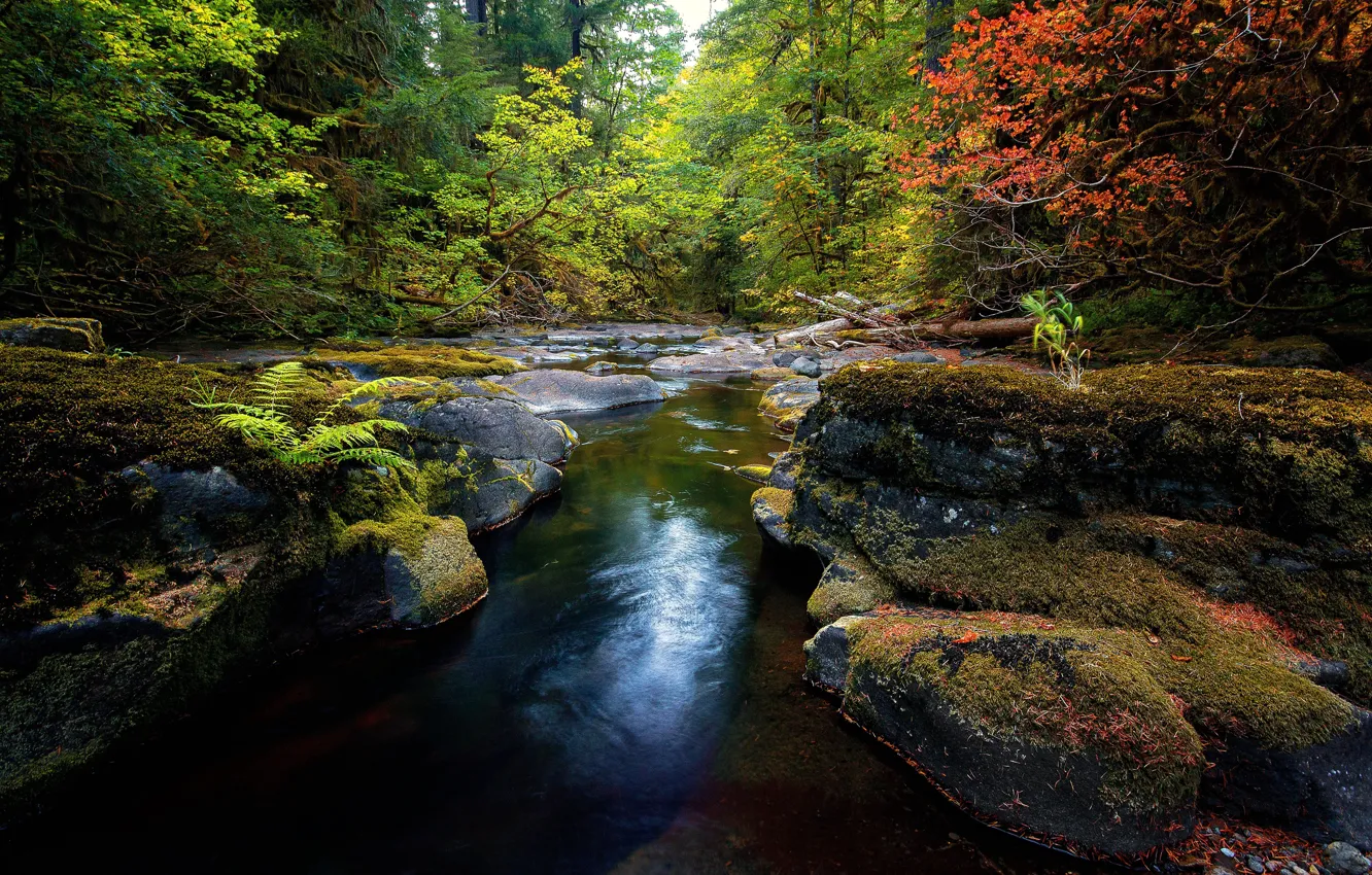 Photo wallpaper autumn, forest, trees, river, stones, stream