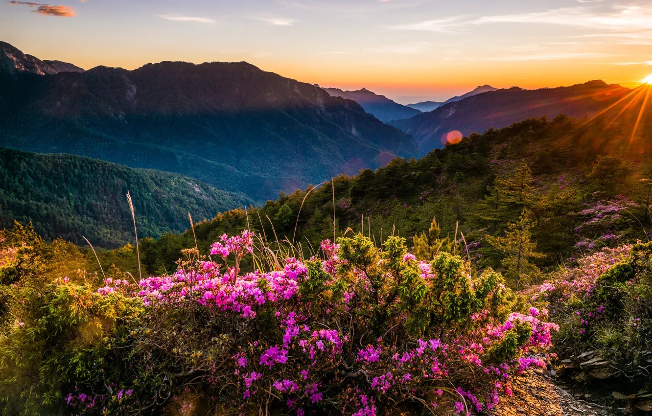 Photo wallpaper greens, forest, the sky, the sun, clouds, rays, landscape, sunset