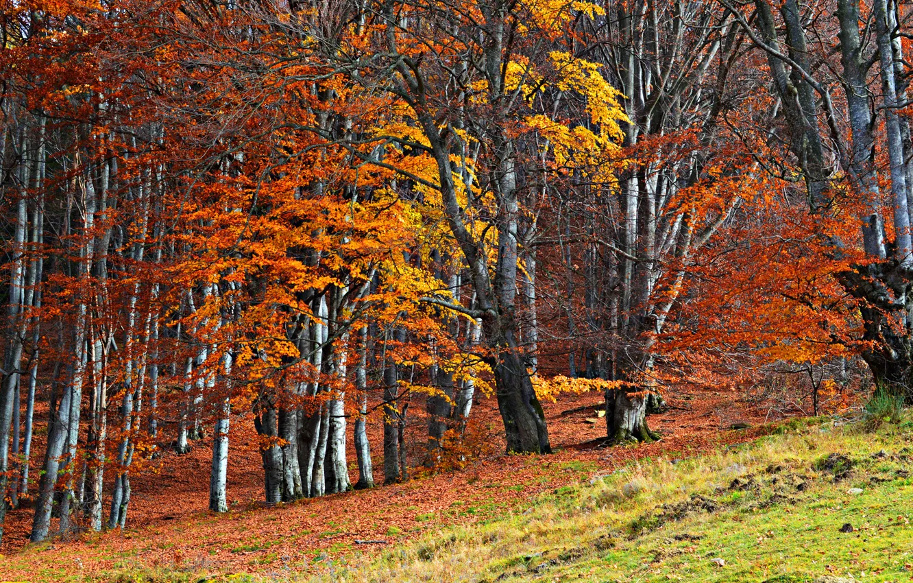 Photo wallpaper autumn, forest, grass, trees, slope