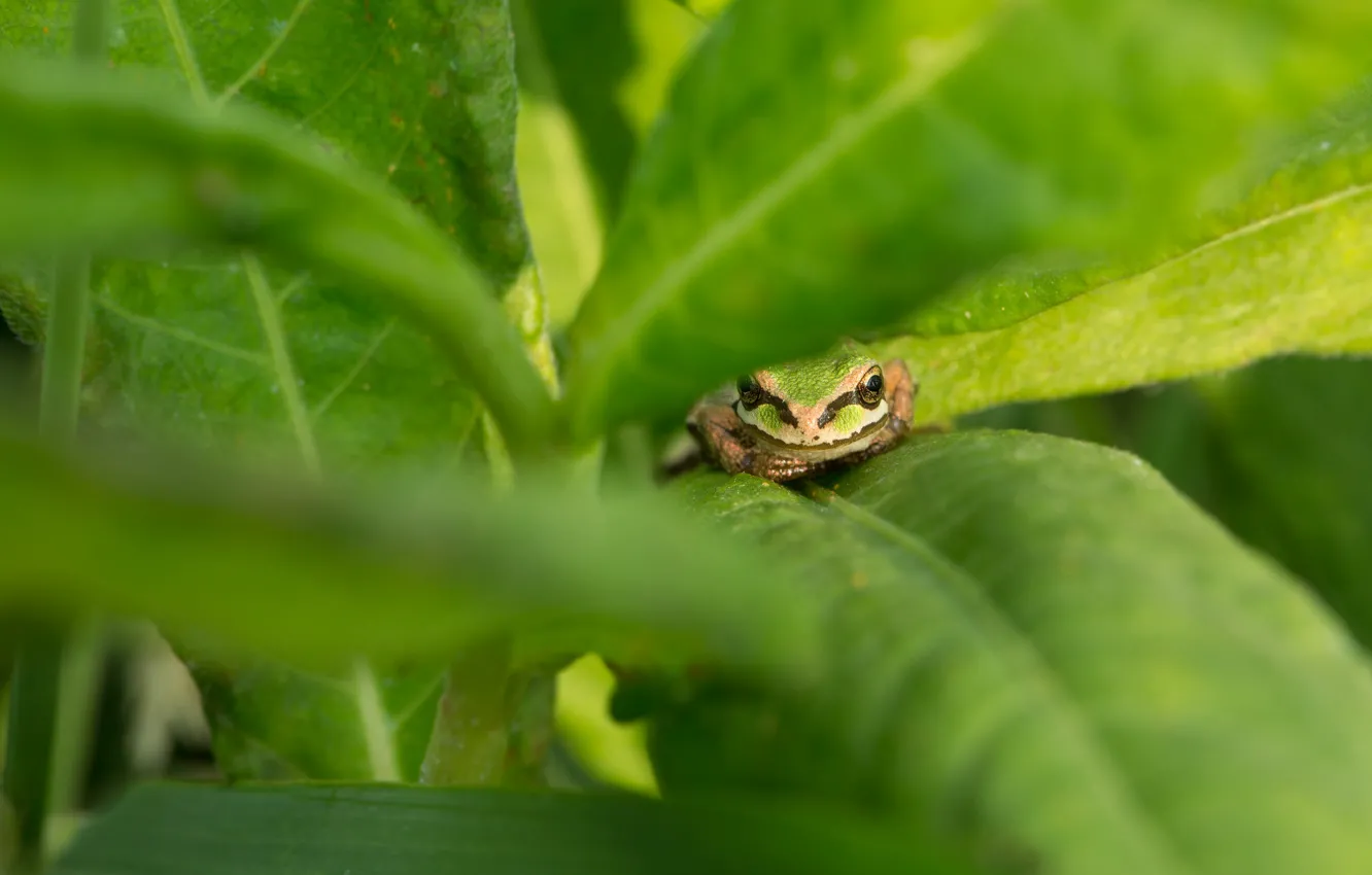 Photo wallpaper grass, leaves, nature, frog, green