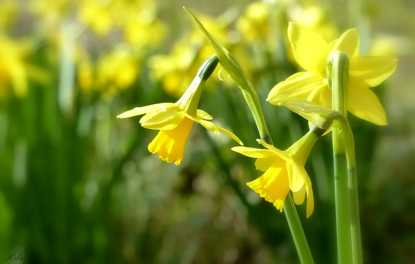 Photo wallpaper yellow, trio, daffodils, bokeh