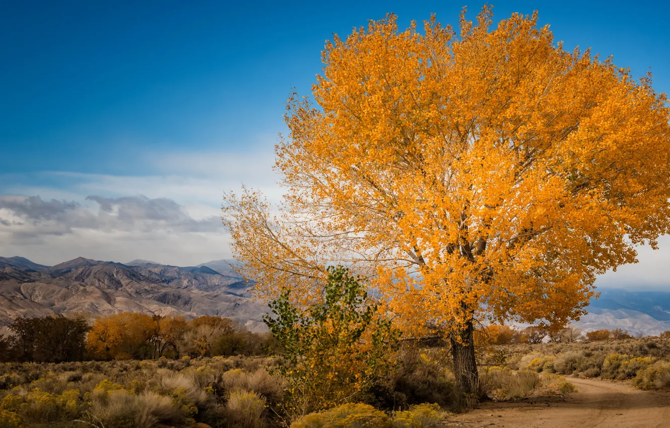 Photo wallpaper road, clouds, trees, landscape, yellow, nature, blue, branch