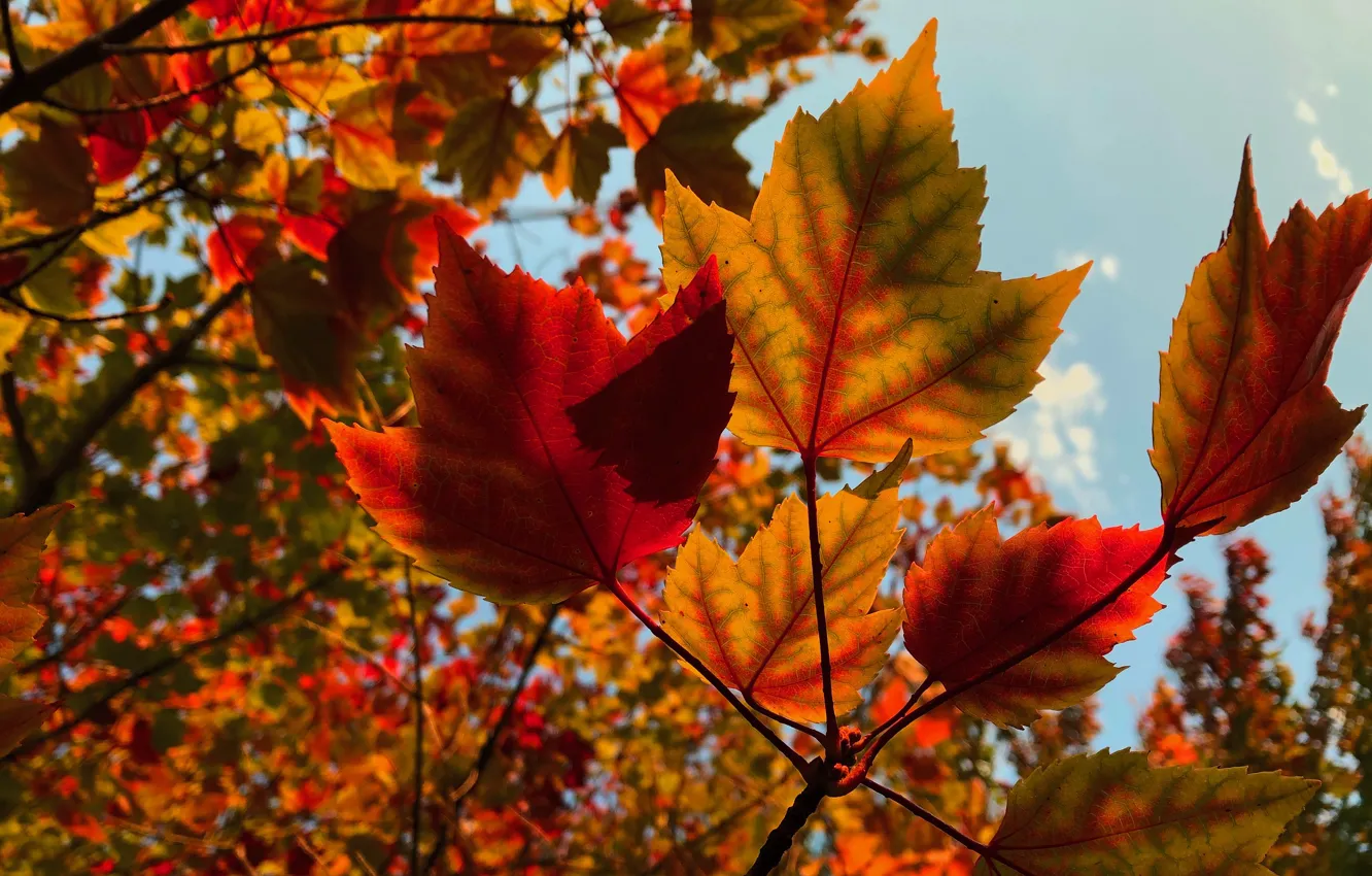 Photo wallpaper autumn, the sky, leaves, light, orange, branches, yellow, red
