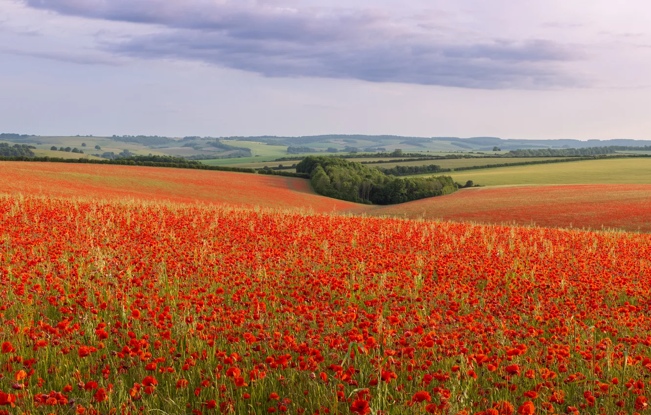 Photo wallpaper field, summer, the sky, clouds, landscape, flowers, red, nature