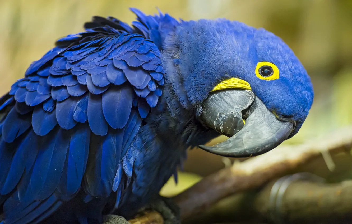 Photo wallpaper bird, parrot, Ara