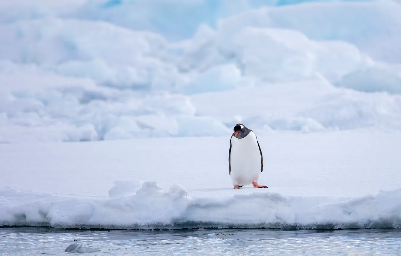 Photo wallpaper winter, snow, bird, shore, penguins, glacier, the snow, pond