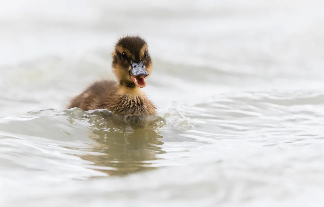 Photo wallpaper nature, bird, duck