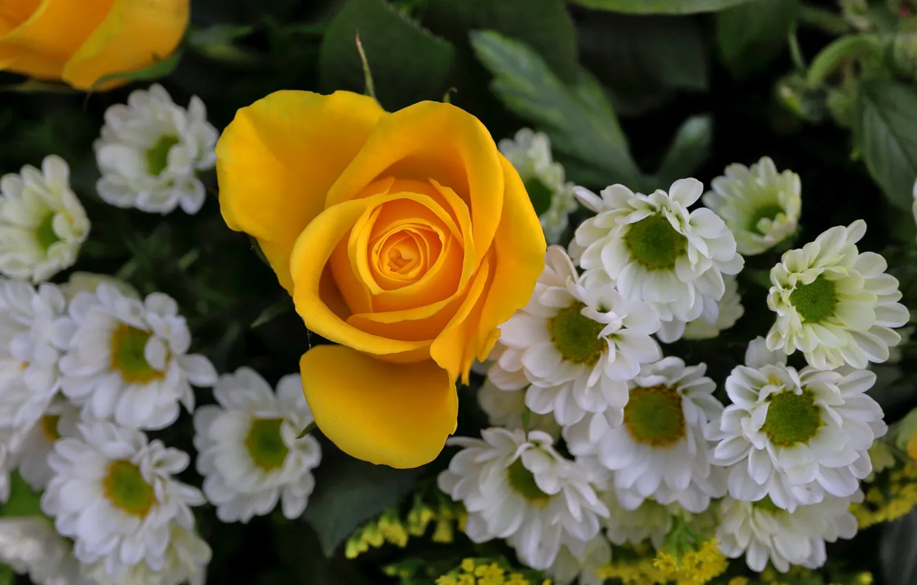 Photo wallpaper flowers, yellow, roses, bouquet, white, chrysanthemum