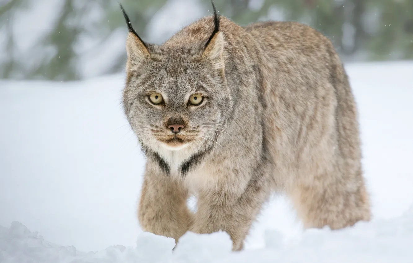 Photo wallpaper winter, look, snow, wild cat, Lynx