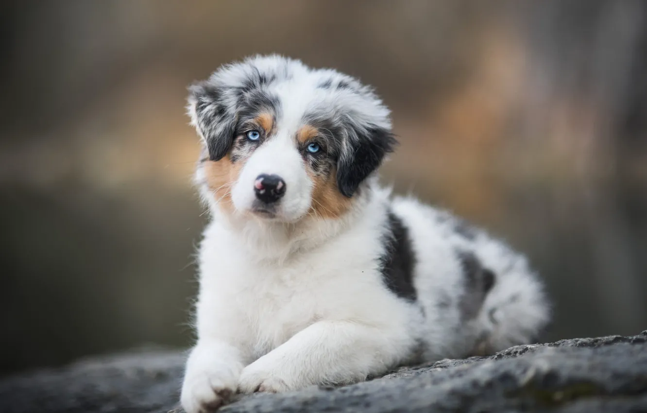 Photo wallpaper nature, background, portrait, dog, puppy, lies, blue eyes, face