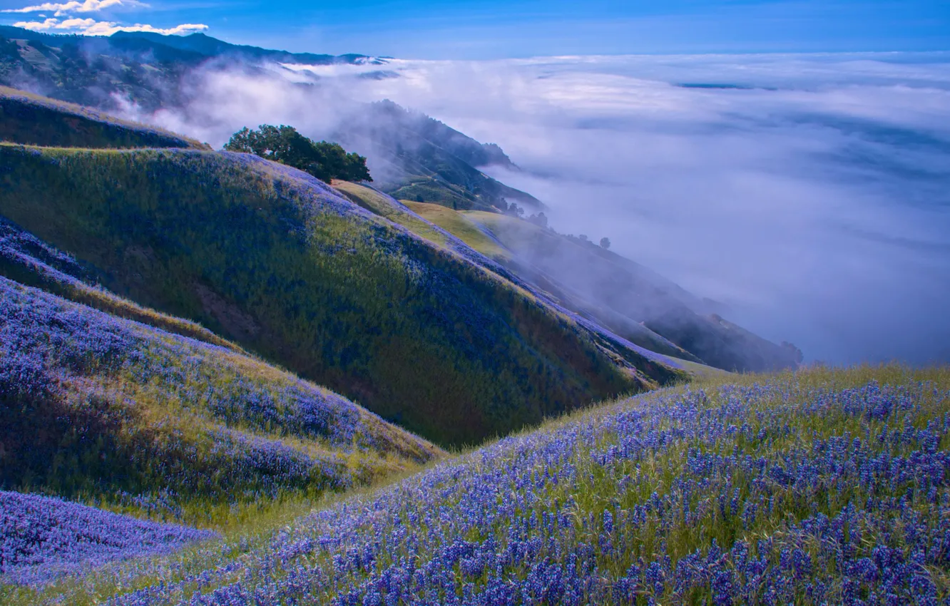 Photo wallpaper clouds, landscape, flowers, mountains, nature, hills, meadow, CA
