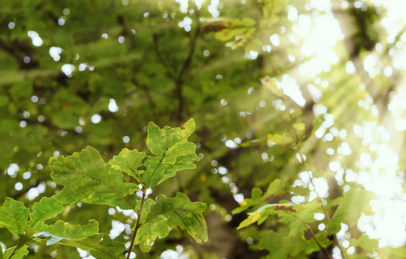 Photo wallpaper greens, leaves, the sun, light, trees, nature, bright, Through