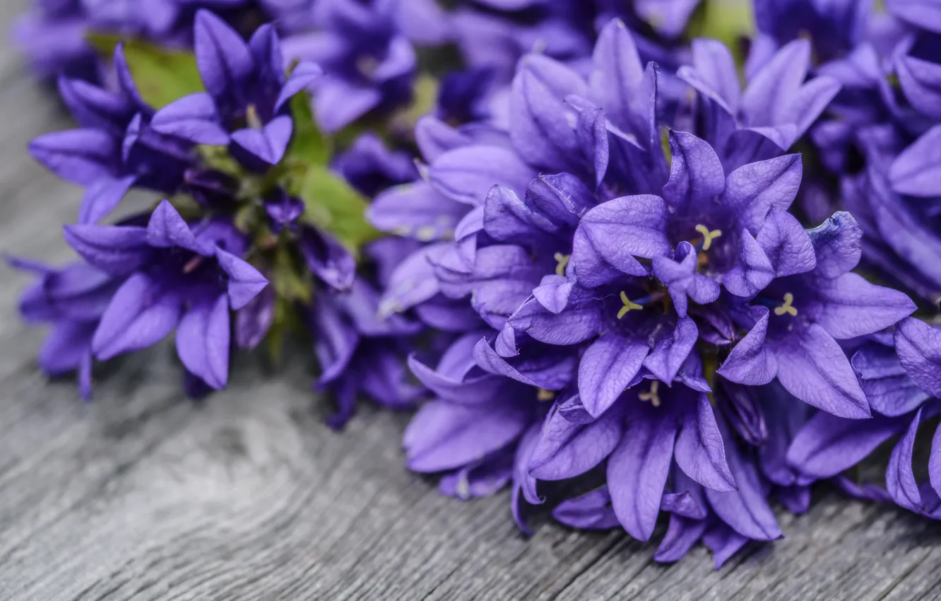 Photo wallpaper purple, flowers, background, Board, bouquet, bells