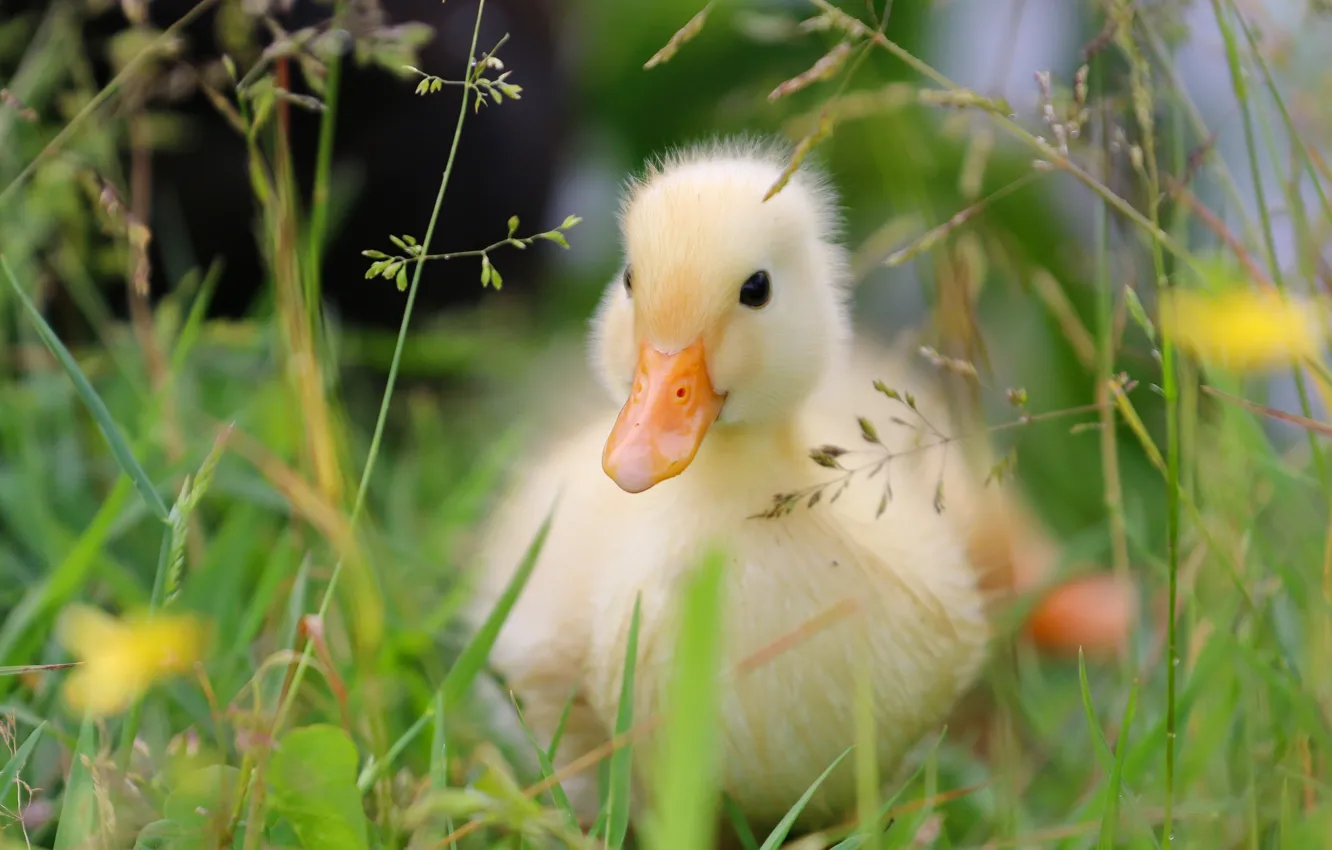 Photo wallpaper summer, grass, nature, background, bird, duck, flowers, duck
