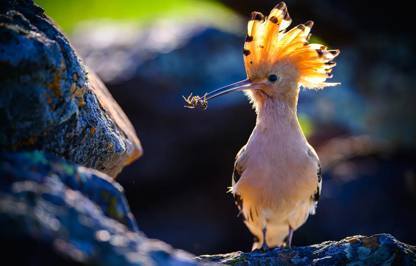 Photo wallpaper bird, cutie, mining, udot, sitting on a rock, Vladimir Yezhov, A treat for your beloved