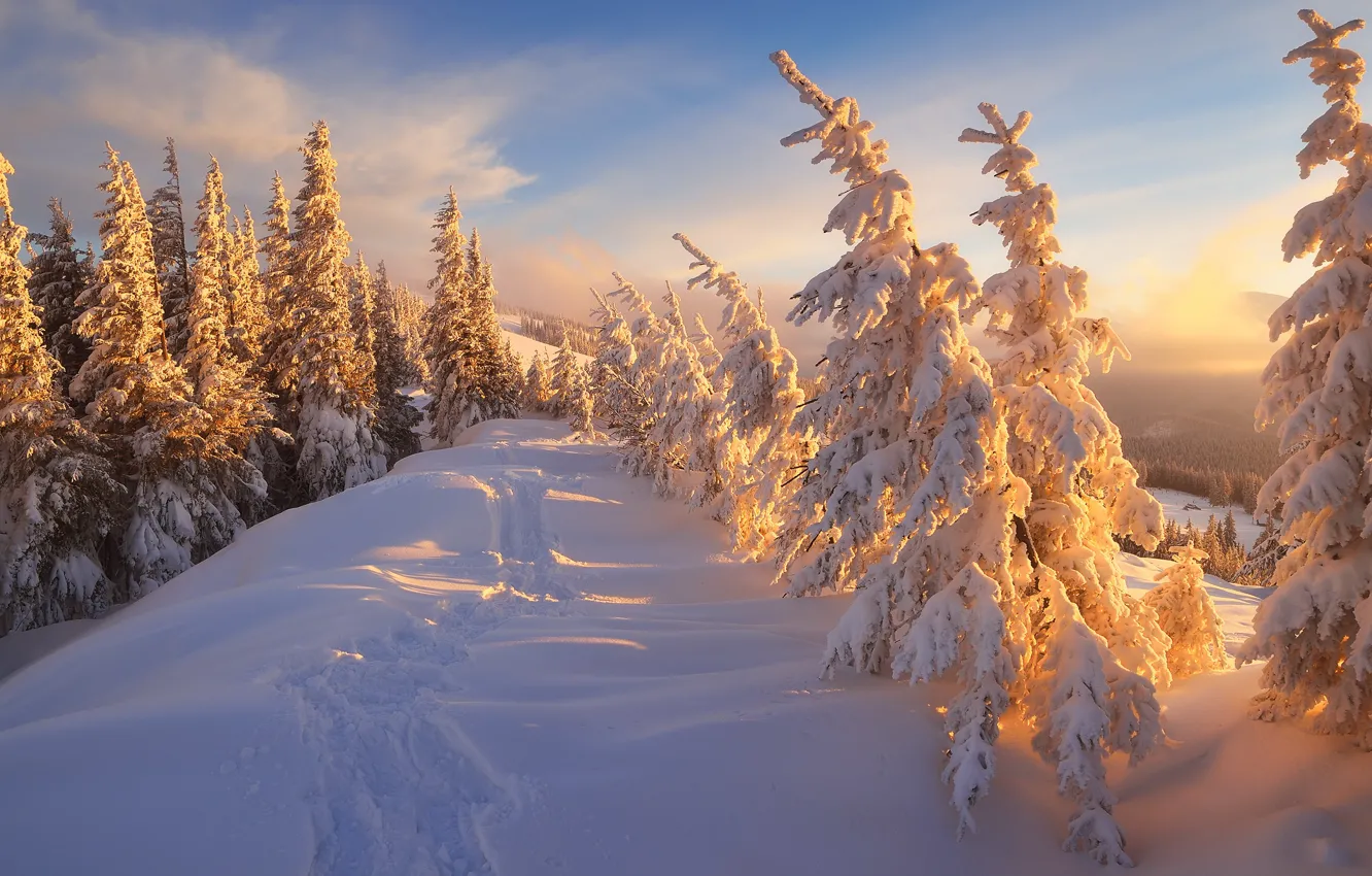 Photo wallpaper winter, forest, the sky, clouds, rays, light, snow, landscape