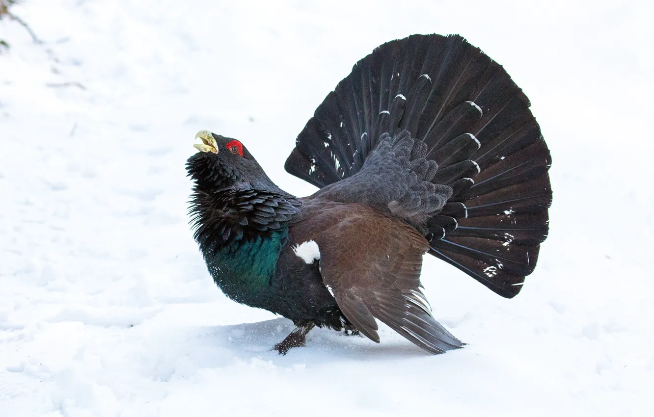 Photo wallpaper winter, bird, grouse