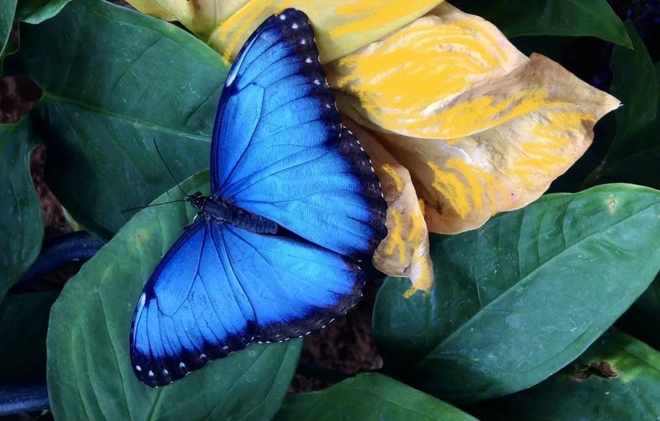 Photo wallpaper leaves, microsemi, butterfly, wings, insect, beautiful, closeup