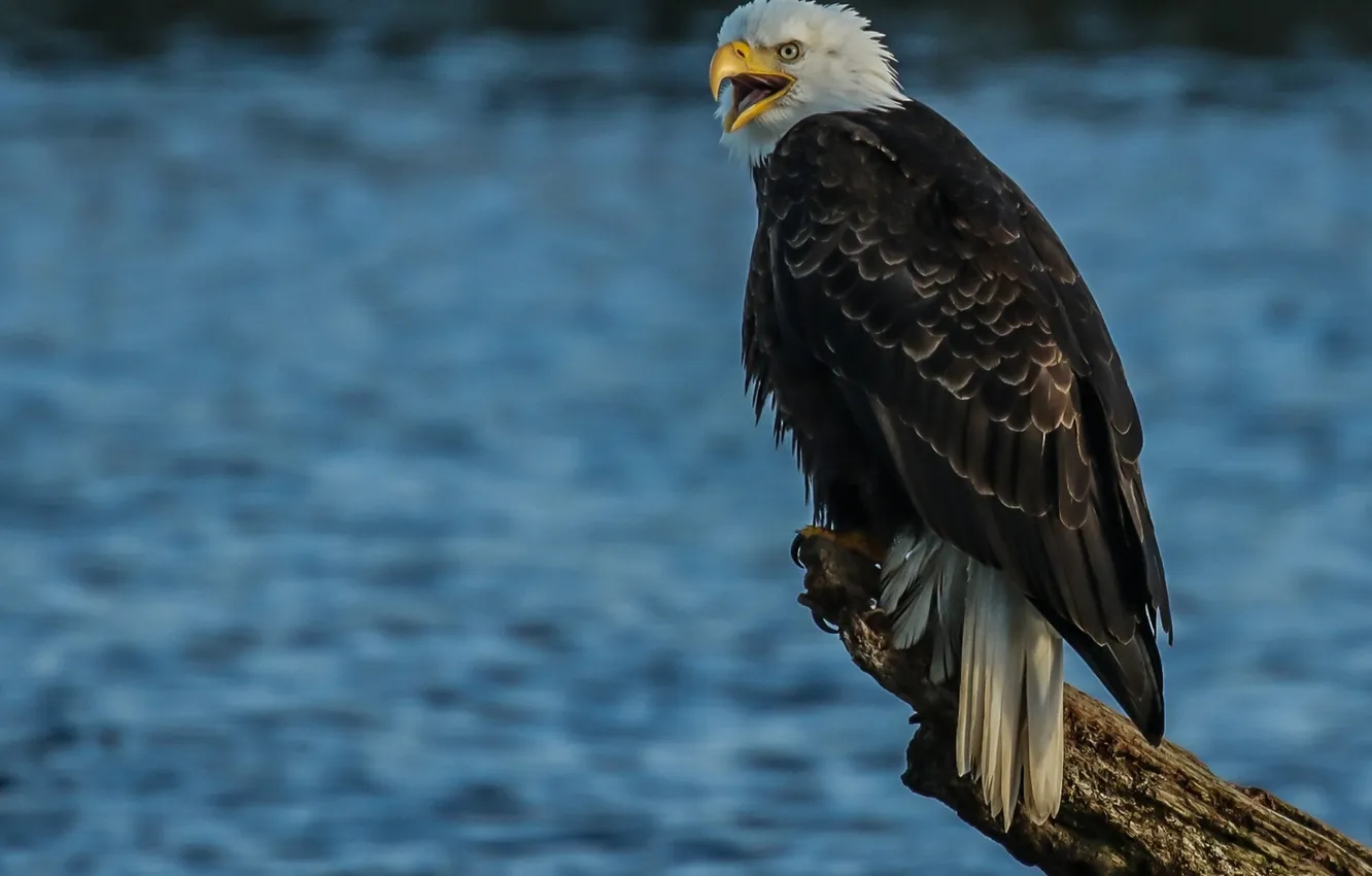 Photo wallpaper water, bird, predator, hawk, Bald eagle