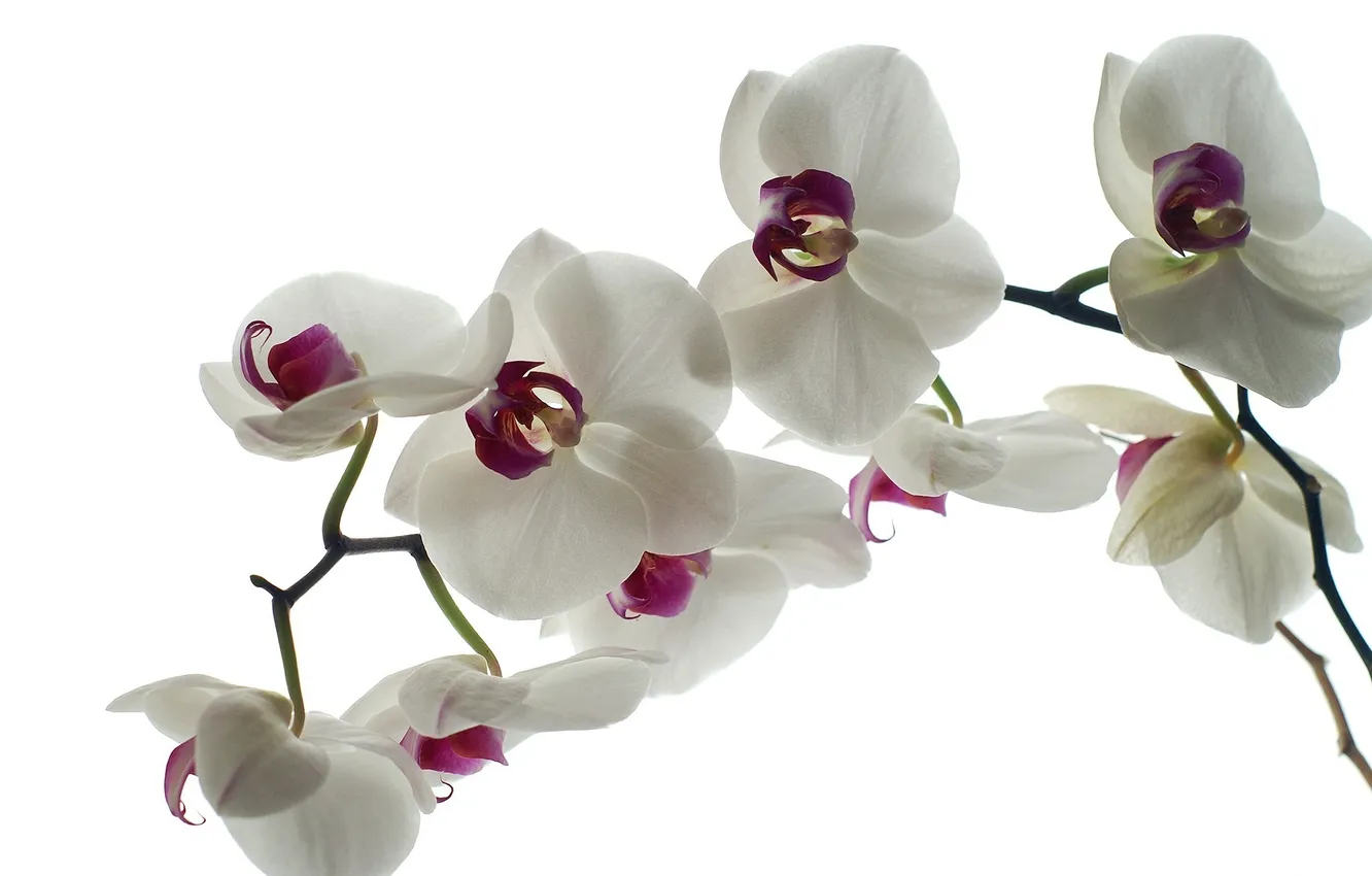 Photo wallpaper flowers, background, petals, white, orchids
