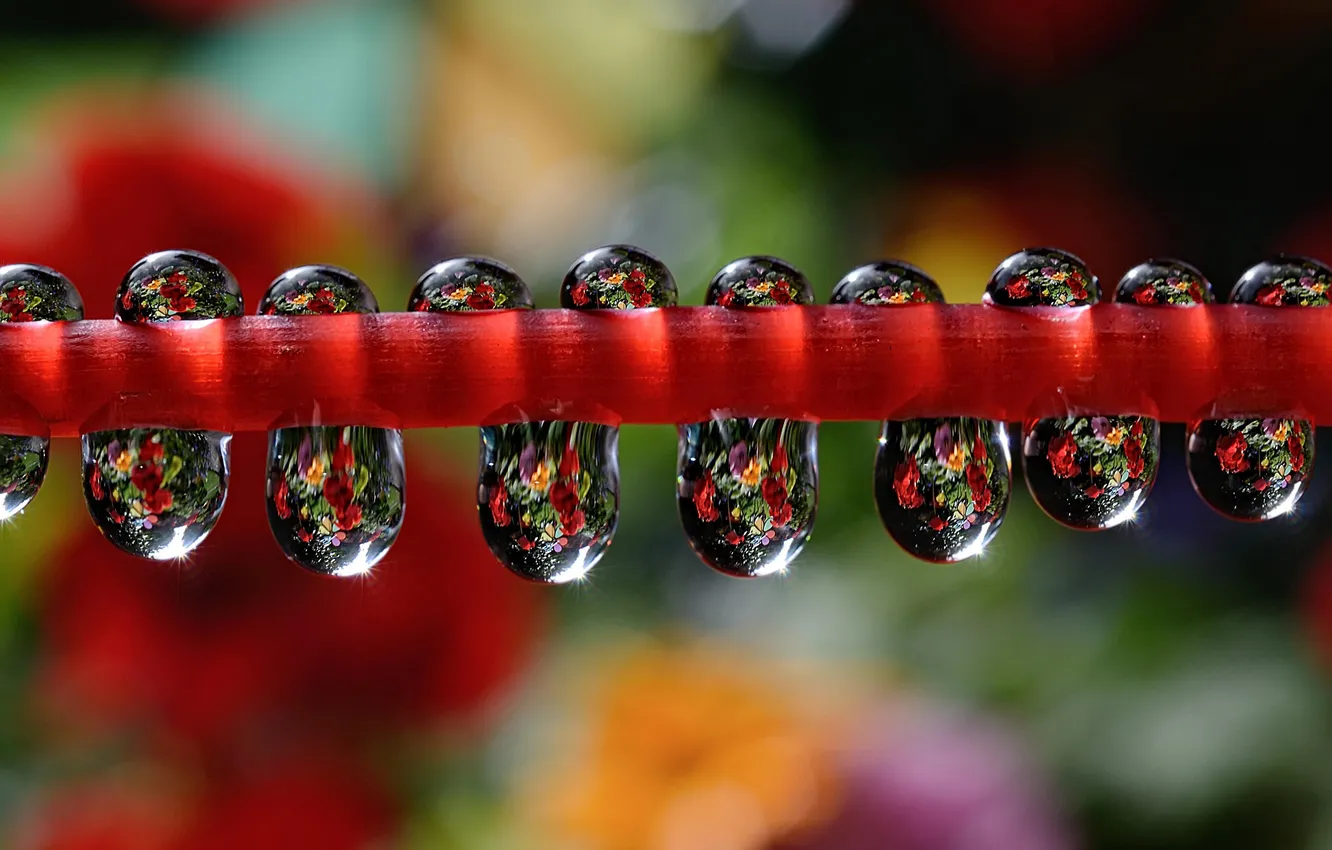 Photo wallpaper water, drops, Rosa, reflection