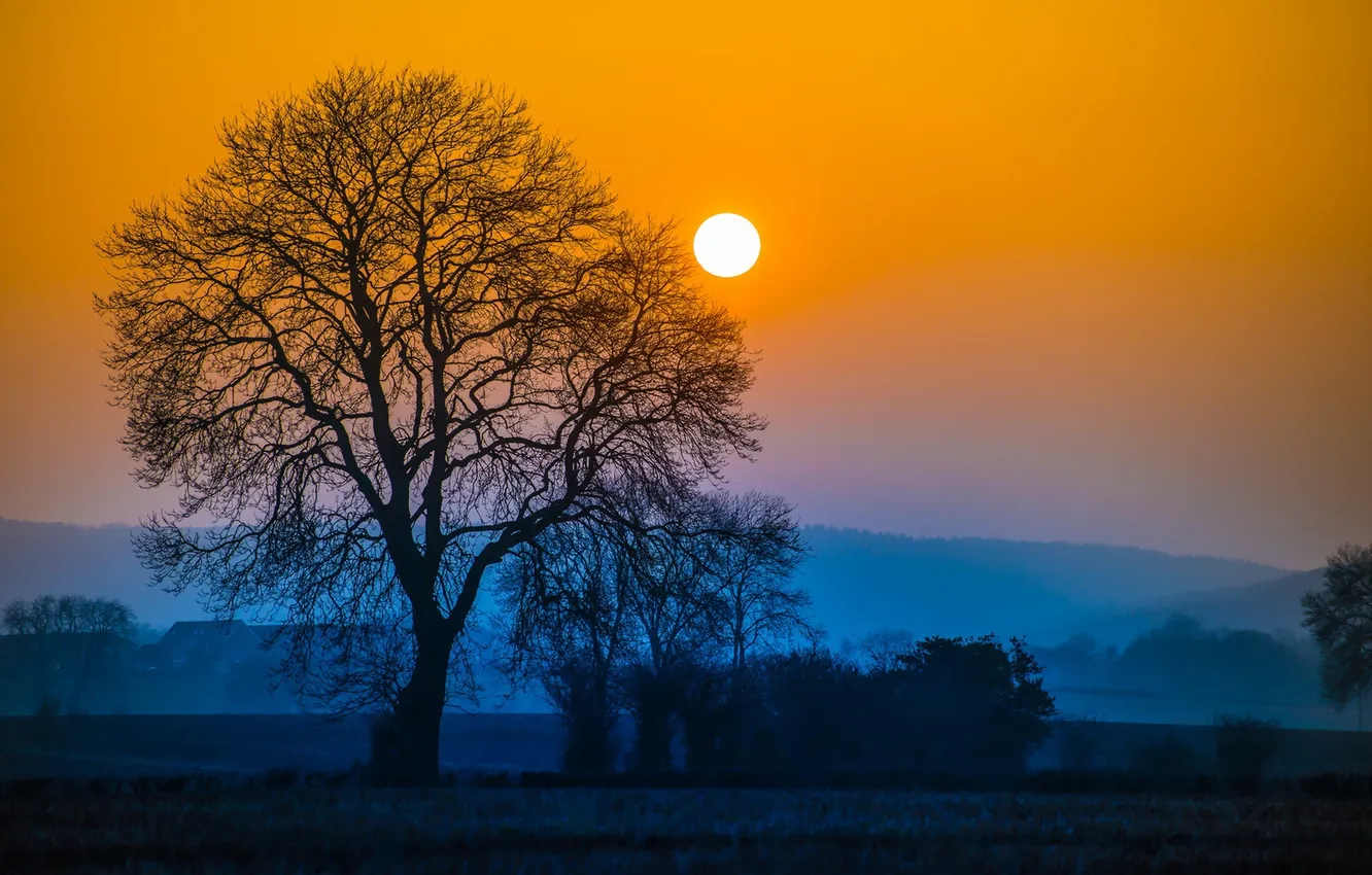 Photo wallpaper field, trees, night