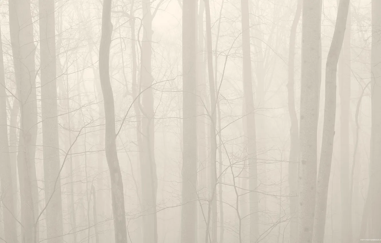 Photo wallpaper forest, trees, nature, fog, photo
