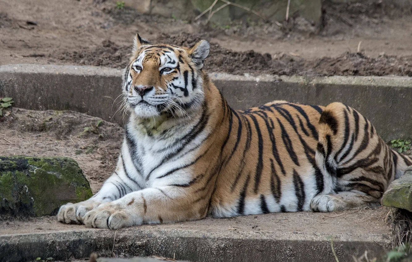 Photo wallpaper tiger, stay, predator, lies, wild cat
