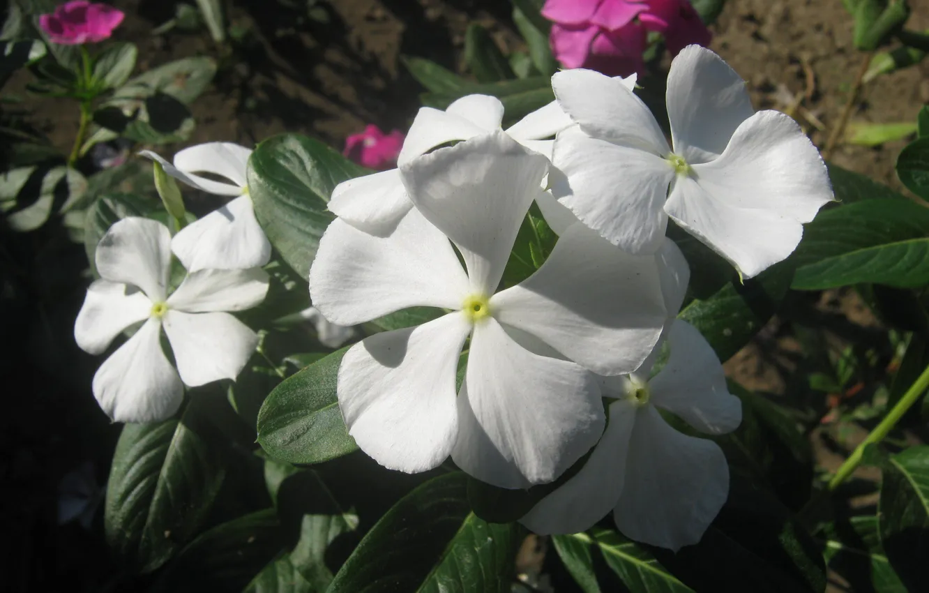 Photo wallpaper white, summer, leaves, flowers, nature, color, petals, white