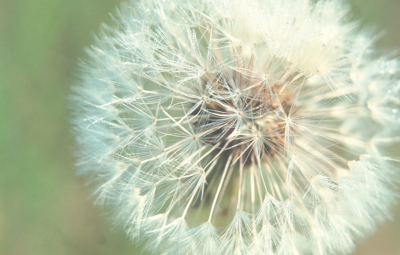 Photo wallpaper plant, delicate, dandelion
