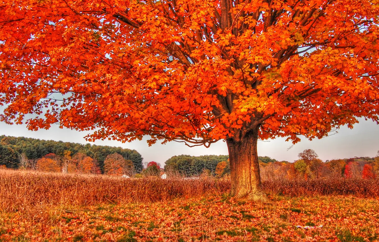 Photo wallpaper autumn, trees, nature