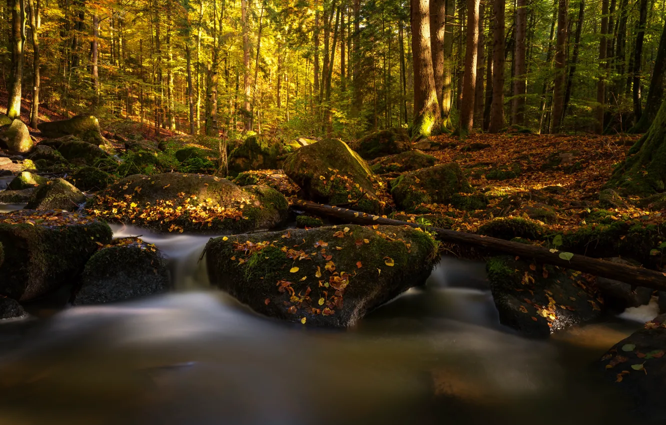 Photo wallpaper autumn, forest, stream, stones, moss, Germany