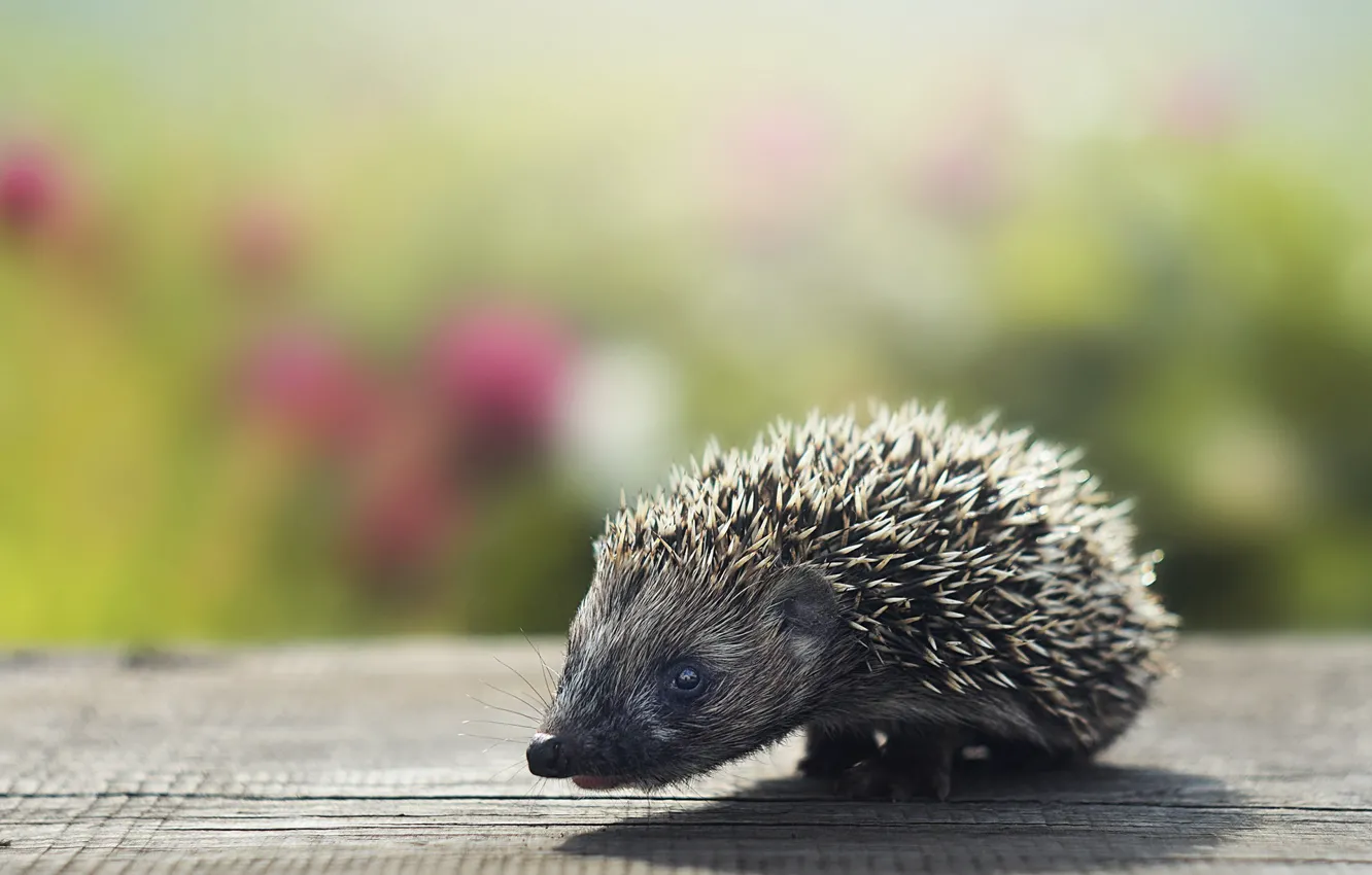 Photo wallpaper background, Board, cub, hedgehog, bokeh, hedgehog