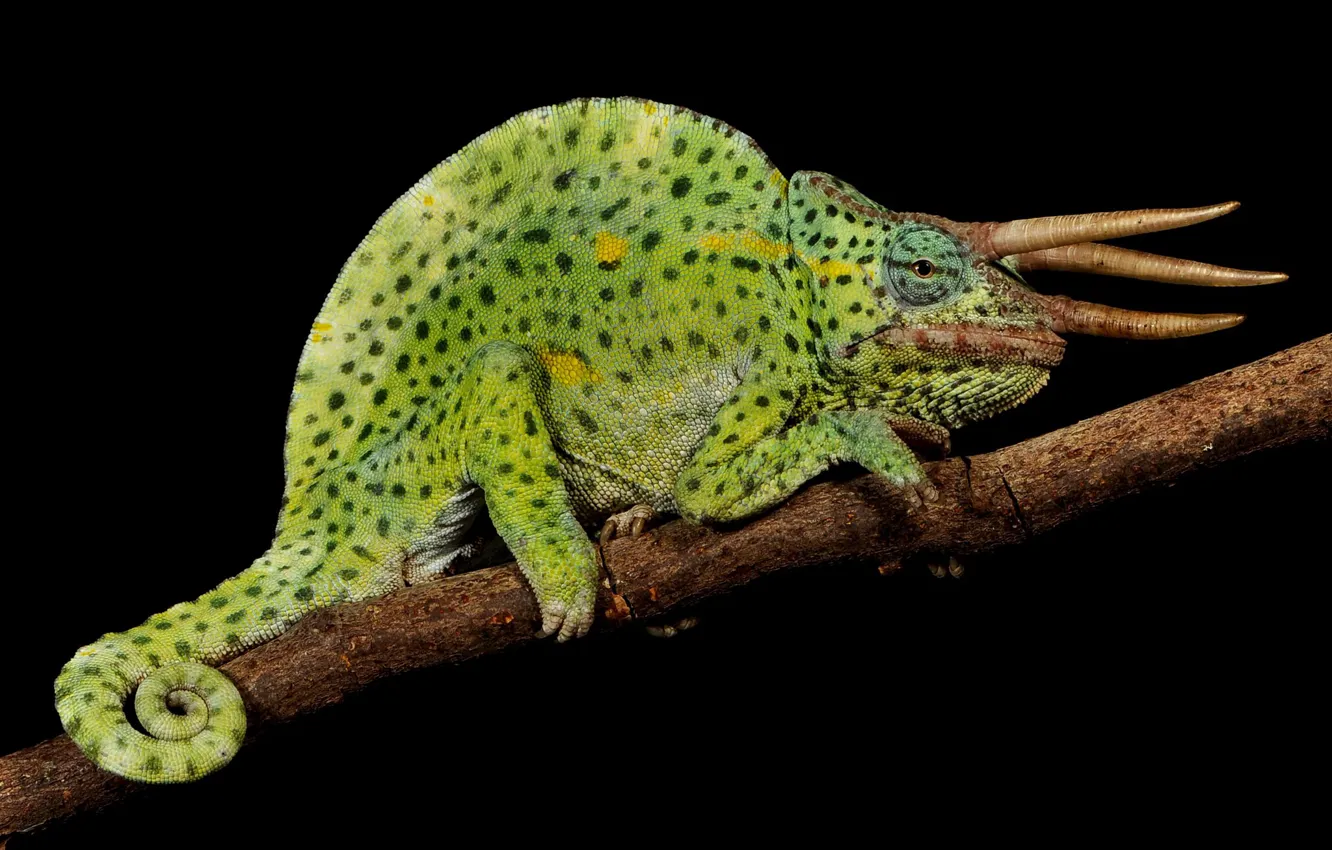 Photo wallpaper chameleon, branch, Horny